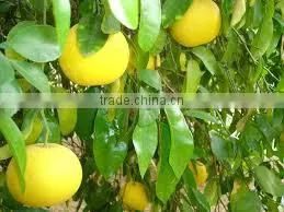 Best Manufacturer of Grapefruit Oil thumbnail-3