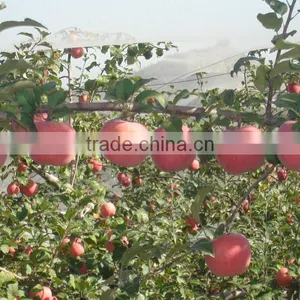 Water-soluble NPK Fertilizer thumbnail-2