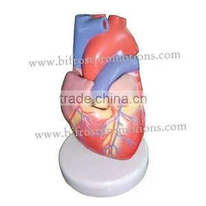 Anatomy Heart Model thumbnail-2
