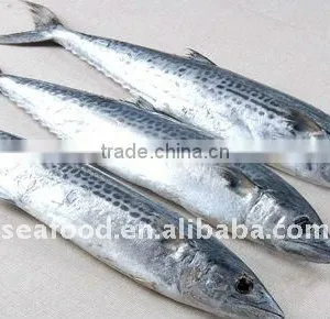 Frozen Spanish Mackerel Whole Round thumbnail-1
