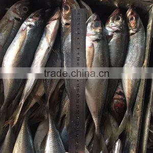 Hot Sale Frozen Horse Mackerel 200g-250g From China thumbnail-1