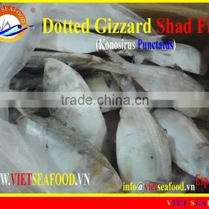 FROZEN DOTTED GIZZARD SHAD FISH W/R thumbnail-1