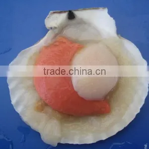 Frozen Hokkaido Scallop thumbnail-1