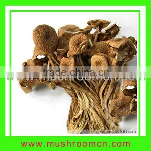 China Dried Flammulina Velatipes Fungus Mushroom thumbnail-1