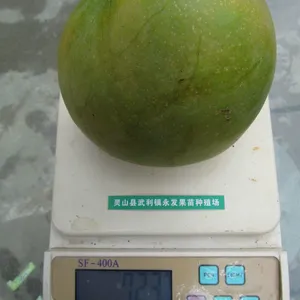 Tropical Fruit Trees Mango Trees With Grafting Janpan Korea Asian Mango Trees thumbnail-4