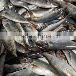 HACCP EU Frozen Horse Mackerel From Pacific Ocean thumbnail-4