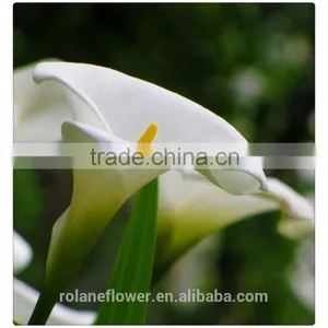 2016 Lastest Arriving High Quality Calla Lily Flower to Export thumbnail-1