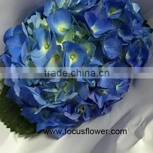 Beauty High Quality Hydrangea Fresh Flower Global Distribution thumbnail-4