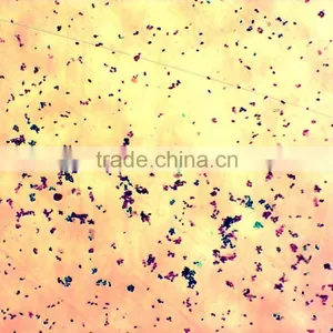 Lab Accessories Microbiology Bacteria Prepared Slides for Microscopes thumbnail-1