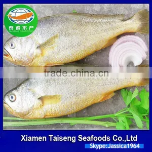 Frozen Yellow Croaker Export to USA thumbnail-2