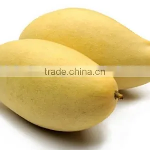 Namdokmai Fresh Golden Mango Grade A 400-500 G Loose Pack From Thailand thumbnail-1