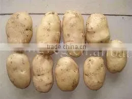 2011chinese Fresh Potato thumbnail-1