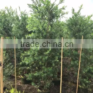 Callistemon Citrinus (Curtis) Skeels thumbnail-2