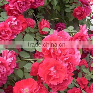 Multi Color Roses Seedlings thumbnail-5
