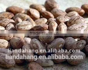 Pinto Beans thumbnail-2