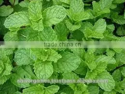 Natural Spearmint Oil/ Spearmint Essential Oil/ Spearmint Oil Price thumbnail-1