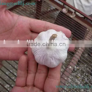 Chinese Exported Peeled Garlic thumbnail-6