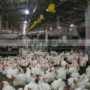 Goldenest Automatic Egg Collection System Chicken Nesting Boxes Factory Price JCJ15-A02 thumbnail-4