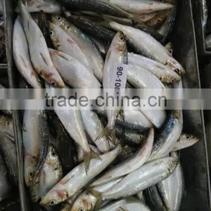 Frozen Sardine For Bait thumbnail-2