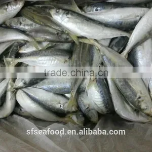 Seafood Frozen Horse Mackerel thumbnail-1