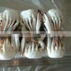 Best Quality China Live Crabs thumbnail-1