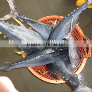 Frozen Yellowfin Tuna thumbnail-2