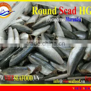 FROZEN ROUND SCAD HGT thumbnail-1