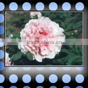 Tree Peony Plant Root 3 Years Old Lu Fen thumbnail-1