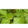 Mulberry Berry Extract 4:1 thumbnail-1