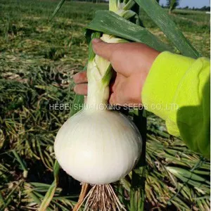 High Yield and Good Disease-resistant White Onion Seeds for Planting thumbnail-1