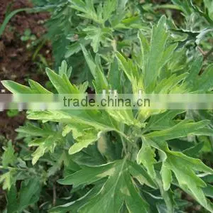 100% Natural Wormwood Leaf Oil Bulk thumbnail-1