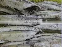 Frozen Seafood Bonito Tuna of Fresh Loin thumbnail-1
