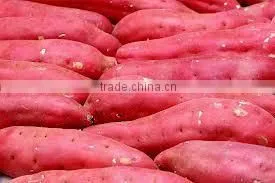 FRESH SWEET POTATO thumbnail-4