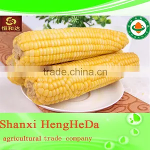 Carbon Fiber Yellow Corn for Animal Feed thumbnail-1