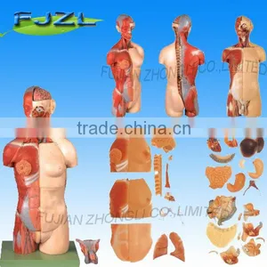 32-parts Human Anatomy Dual Sex Torso Model With Open Back thumbnail-1