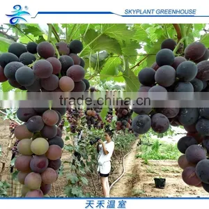 Single-span Greenhouse for Vegetables, Plastic Flim Greenhouse, Low Cost thumbnail-5