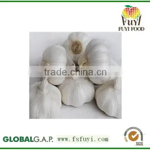 China Fresh White Garlic Wholesale Price thumbnail-1