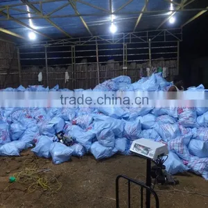 Fresh Coconuts Exporter thumbnail-5
