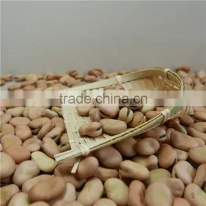 High Quality Dry Broad Beans / Faba Beans / Fava Beans Seed for Cannery thumbnail-5