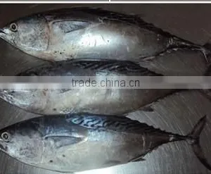 Frozen Bonito Tuna thumbnail-1