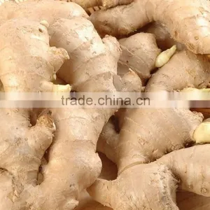 Ginger thumbnail-5