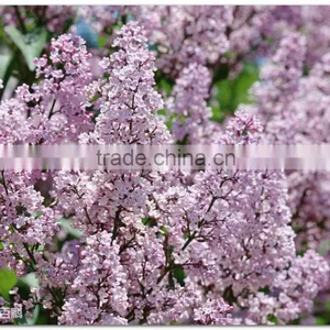 High Quality Lilac Syringa Oblata Winter Daphne Seeds thumbnail-1