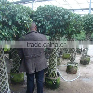 Braid Bonsai Ficus Microcarpa thumbnail-3