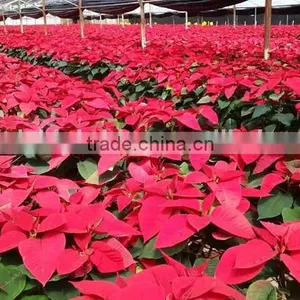 Natural Poinsettia Christmas Flowers Live Plant in Pot thumbnail-3