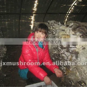 Organic Oyster Mushroom Spawn thumbnail-1