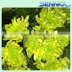 Shinning Green Fresh Flowers Fresh Cut Daisy With Wholesale Price thumbnail-4