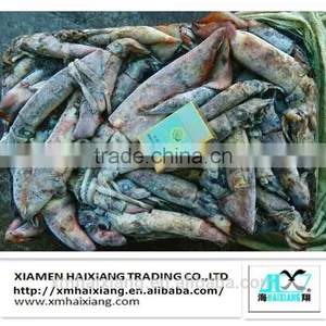 Frozen Chinese Argentina Squid for Sale thumbnail-4