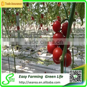 Rock Wool Grow Bag/cube for Greenhouse Hydroponic thumbnail-1