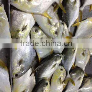 Golden Line Pomfret Frozen Sea Fish thumbnail-2