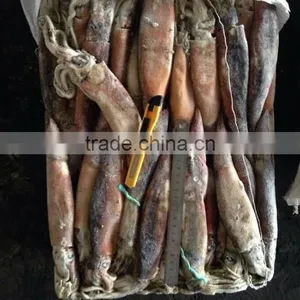 Below 150g Frozen Illex Argentinus Squid thumbnail-1